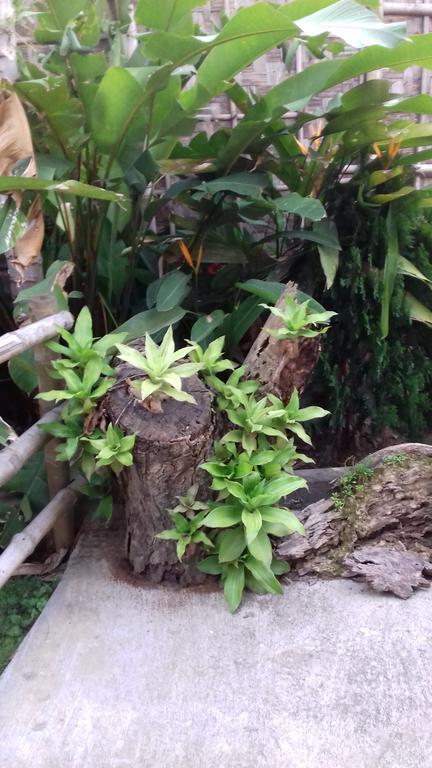 Longchen Homestay Dimapur Экстерьер фото
